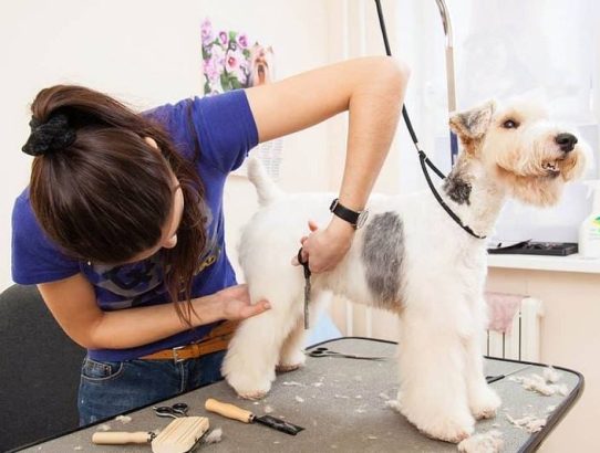 7 Reasons Why You Should Use Professional Dog Grooming Services