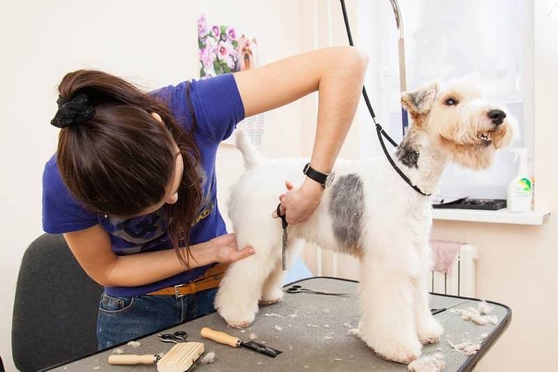 Choosing Professional Dog Groomers